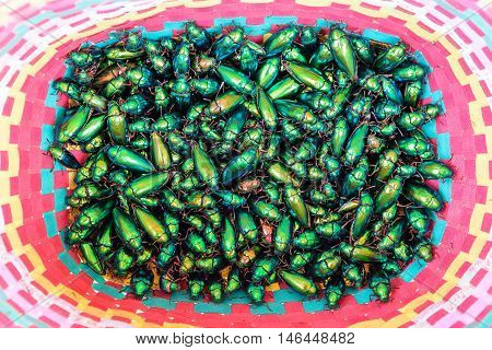 a lot of Jewel Beetle or Metallic Wood-boring (Buprestid) is villagers brought for sale in the market.