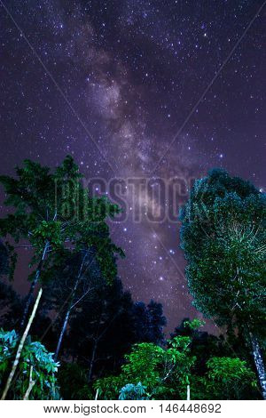 Milky Way and some trees. In the mountains of Bolaven Plateau Laos.