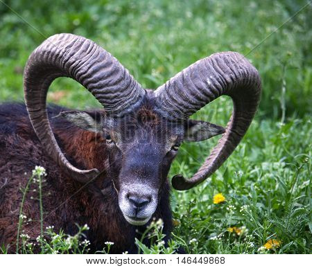 Detail of head of wild mouflon lying on meadow