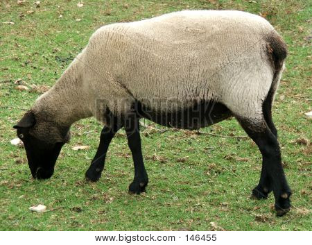 Tier - Schafe