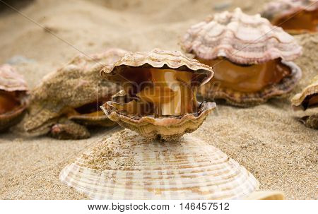 Clam scallops (Mizuhopecten yessoensis) on the coast