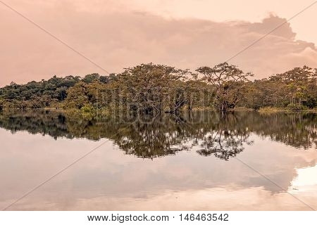 Typical Vegetation On Lagoon Grande In Cuyabeno Wildlife Reserve South America
