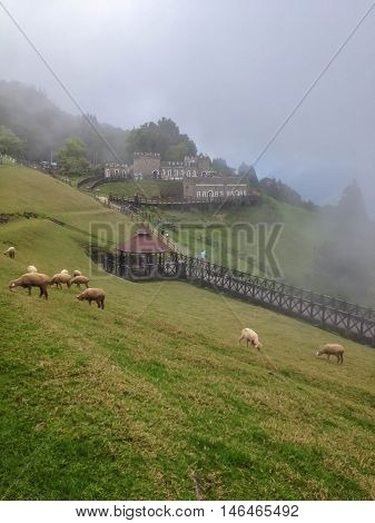 Cingjing farm (Qingjing) is the one of the most attractive tourist place in NantouTaiwan.People can seen exploring around it.