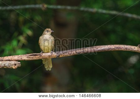 Streak-eared Bulbul (pycnonotus Blanfordi) In Nature