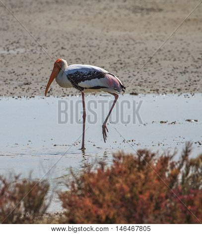 Painted Stork, Mycteria Leucocephala