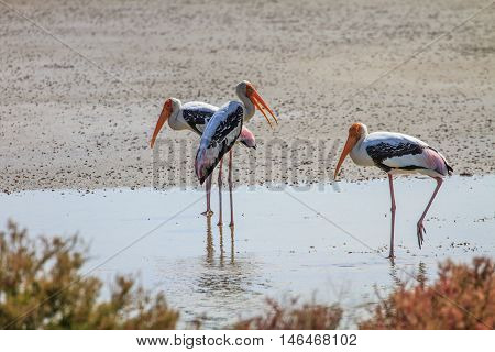 Painted Stork, Mycteria Leucocephala
