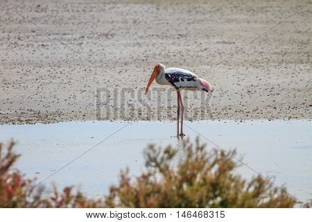 Painted Stork, Mycteria Leucocephala