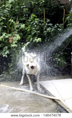 the cute dirty dog take a bath