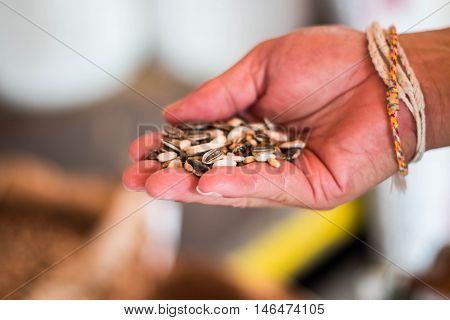 seed grain of sunflower in hand for planting