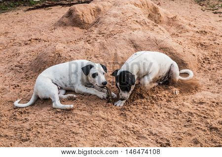 two mixed breed playing together in sand