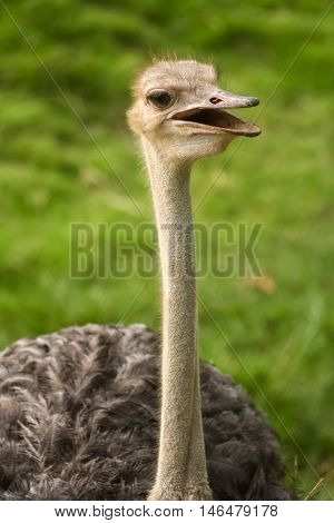 the beautiful ostrich stand in the nature