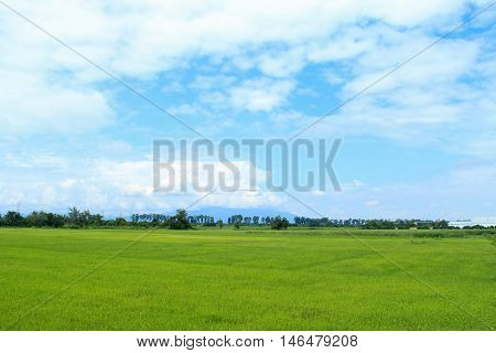 rice field and beautiful sky in daylight