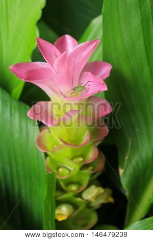 thai tulip and green insect among nature