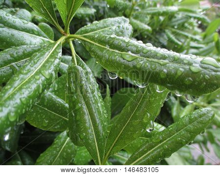 Raindrops from the Green Leaves, After Rain