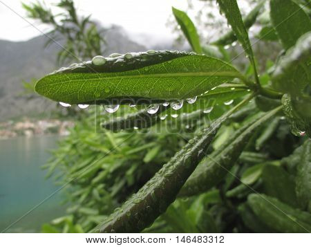 Raindrops from the Green Leave, Close up