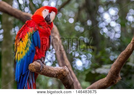 Blue Macaw Parrots Bird On A Tree Branch