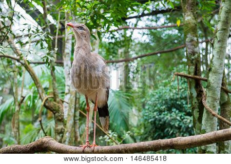 Portrait Of A Brazilian Cariama Cristata Seriema