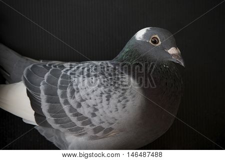 close up face of speed racing pigeon birdhead shot on black