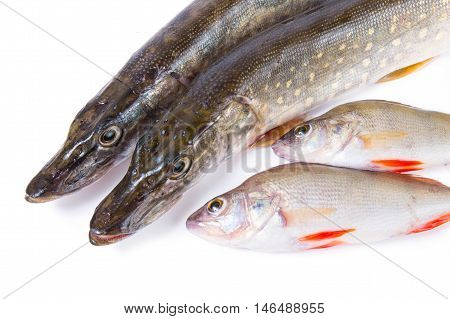 Raw fish. Pike and perch on white background.