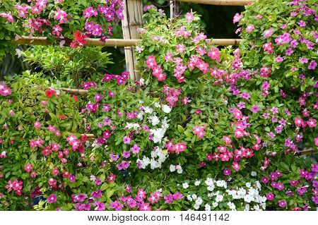 beautiful Catharanthus roseus flower in nature garden