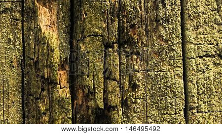 Photo made of tree bark in the forest. Picture taken in August 2016.