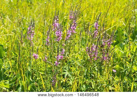 Purple Loosestrife (Lythrum Salicaria) on the meadow