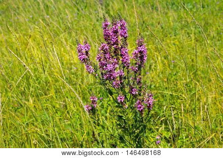 Purple Loosestrife (Lythrum Salicaria) on the meadow