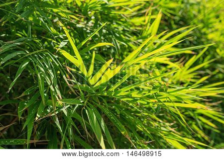 Bamboo leaf is a green with sun light