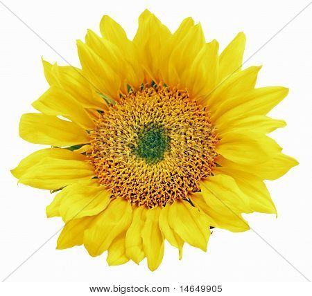 Zonnebloem