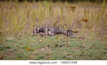Training Coursing. Italian greyhound dog pursues a bait box. Summer sunny morning