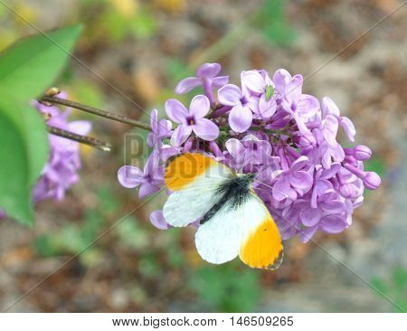 Yellow and White Butterfly on the Purple flower