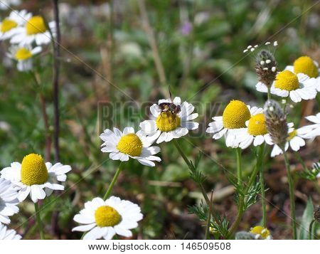 A busy Bee having meal on the White Flower