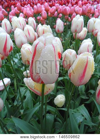 White and Pink Tulips with Dewdrops after a Gentle Light Rain