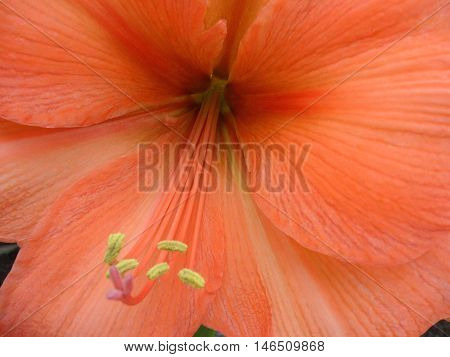 Close up of a Blooming Orange Lily