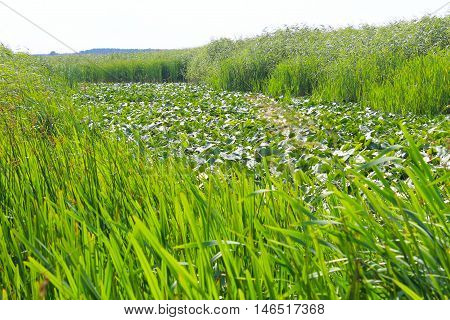 Aquatic plants in a swamp. Summer landscape