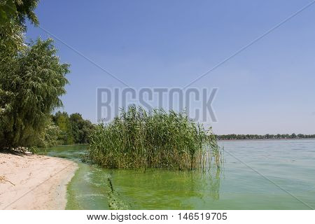 Water pollution. ecology. blooming pond.  algal blooms, green  beach on the lake