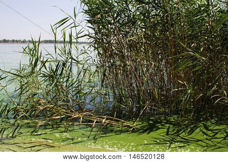 Water pollution. ecology. blooming pond.  algal blooms, green  water on the lake