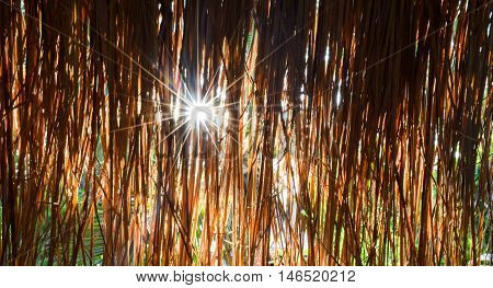 Close Up Beautiful Dry Grass With Sunlight