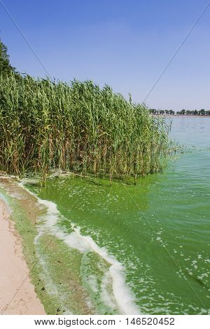 Water pollution. Ecology. Blooming pond. Algal blooms, green water on the lake