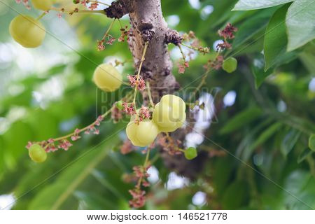 Bunch Gooseberry.phyllant Hus Acidus Native Gooseberry Fruitasian Fruit