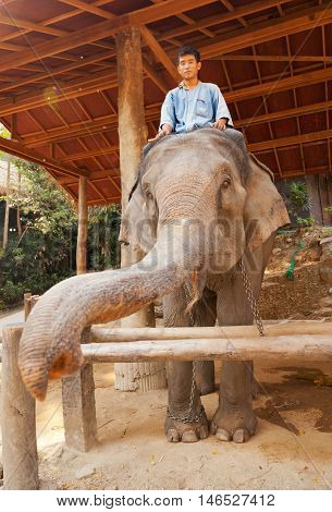 Maesa Elephant Camp Thailand - March 07 2011 - Elephant rider waiting for tourists in Maesa elephant camp