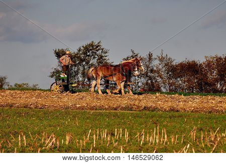 Lancaster County Pennsylvania - October 15 2015: Amish farmer rtding a small tiller drawn by two donkeys working a field