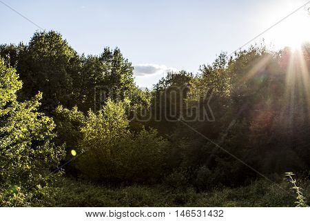 green forest illuminated by the yellow sun