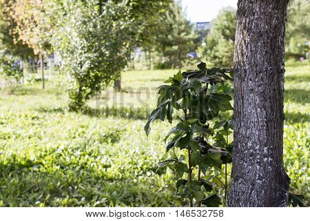 Nature view. Lawn with trees. The leaves and the wind