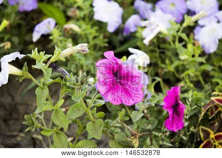 flowerbed with various wonderful flowers. colorful flower