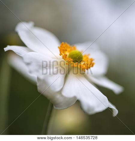 Stunning Close Up Image Of White Anemone Flower In Summer