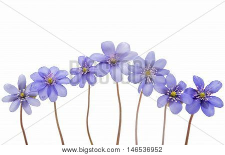 spring flowers Hepatica nobilis on a white background