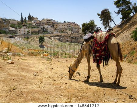 A camel in the Kidron Valley in Israel.