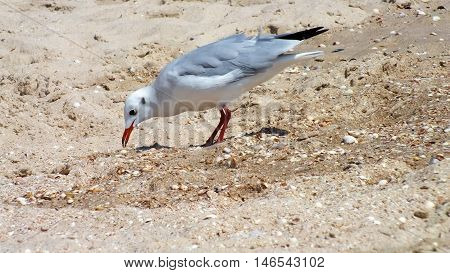 Photo sea gulls on a sandy beach a summer day. Picture taken in August 2016.