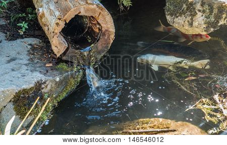Water flows through a hollow log into a pond with Koi fish.
